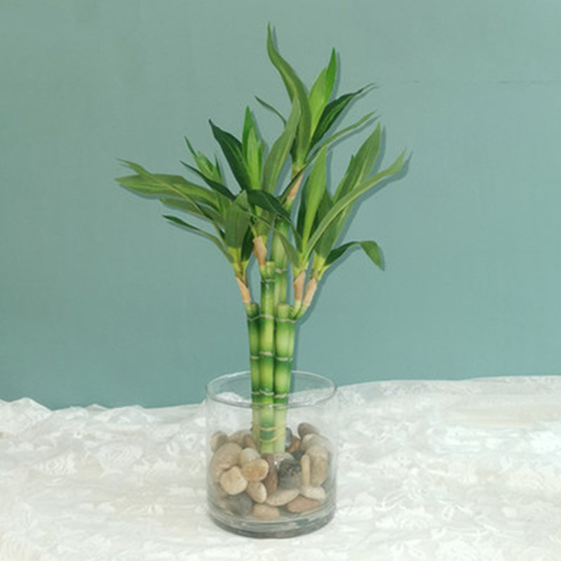 Aquarium Plants Book - جديد 40 سنتيمتر rFtificial محظوظ الخيزران