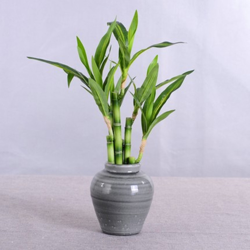 جديد 40 سنتيمتر rFtificial محظ - مراجعة Aquarium Plants Book وسعره