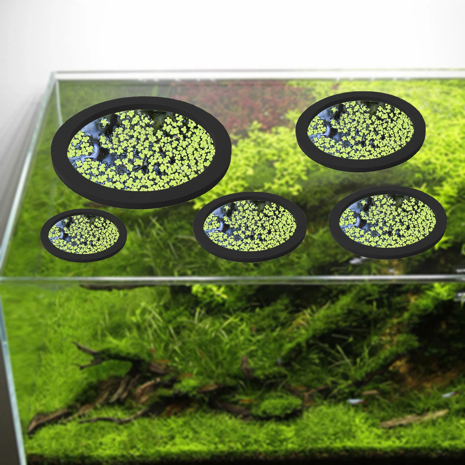 5 قطعة إيفا الأسماك تغذية حلقة - مراجعة Aquarium Plants Book وسعره