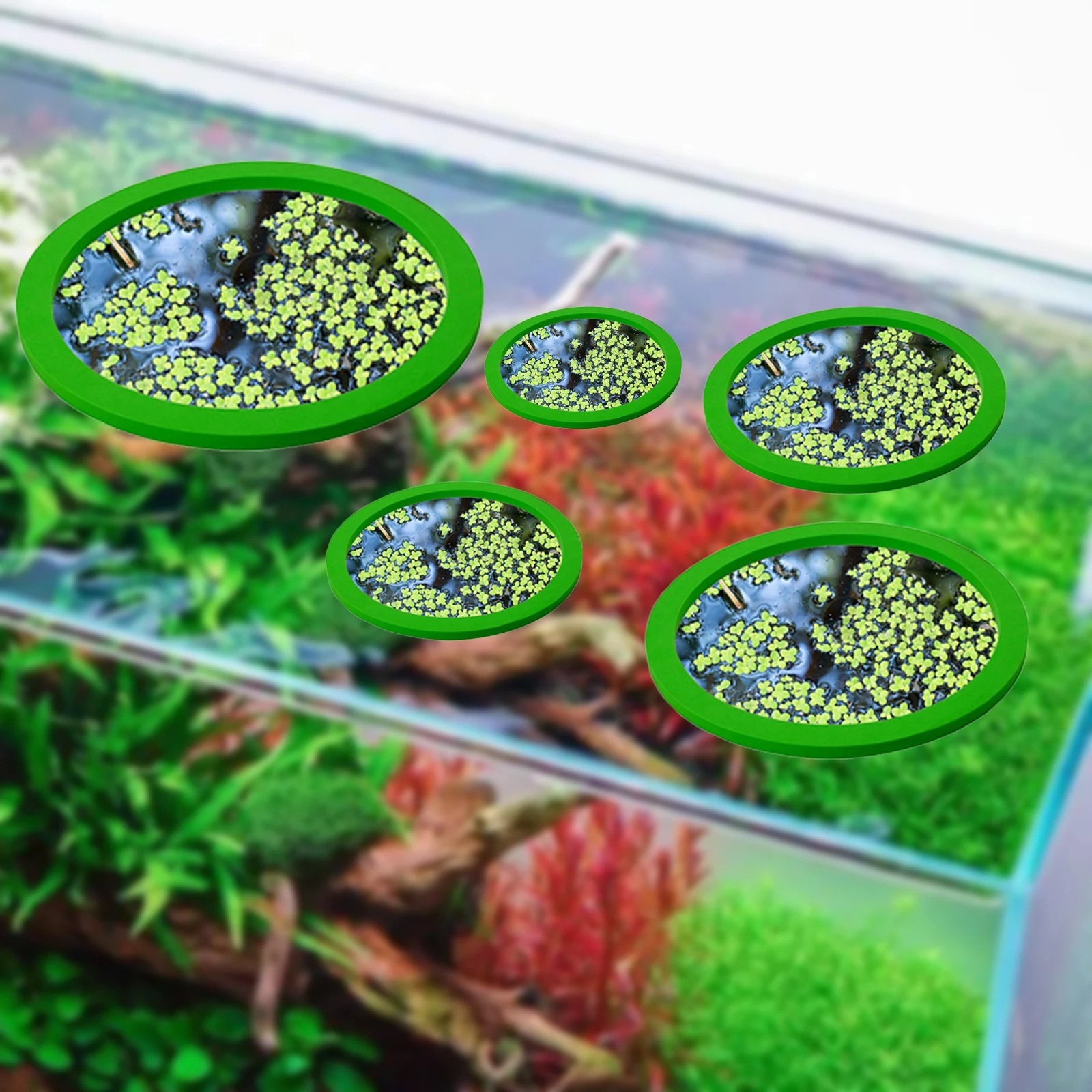 5 قطعة إيفا الأسماك تغذية حلقة - مراجعة Aquarium Plants Book وسعره