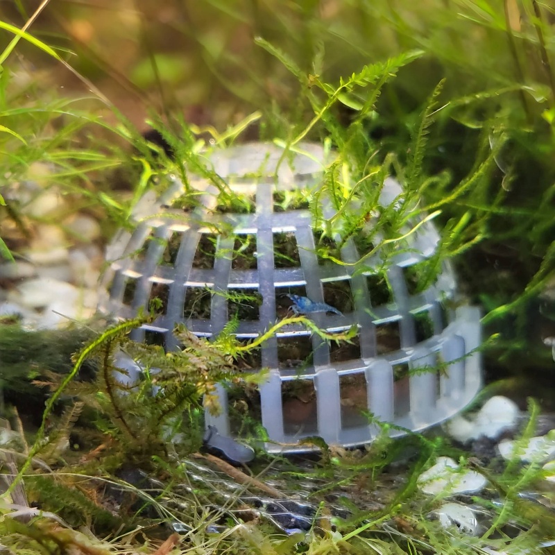 2 قطعة حامل كرة الطحلب لحوض ال - مراجعة Planted Aquarium Models وسعره