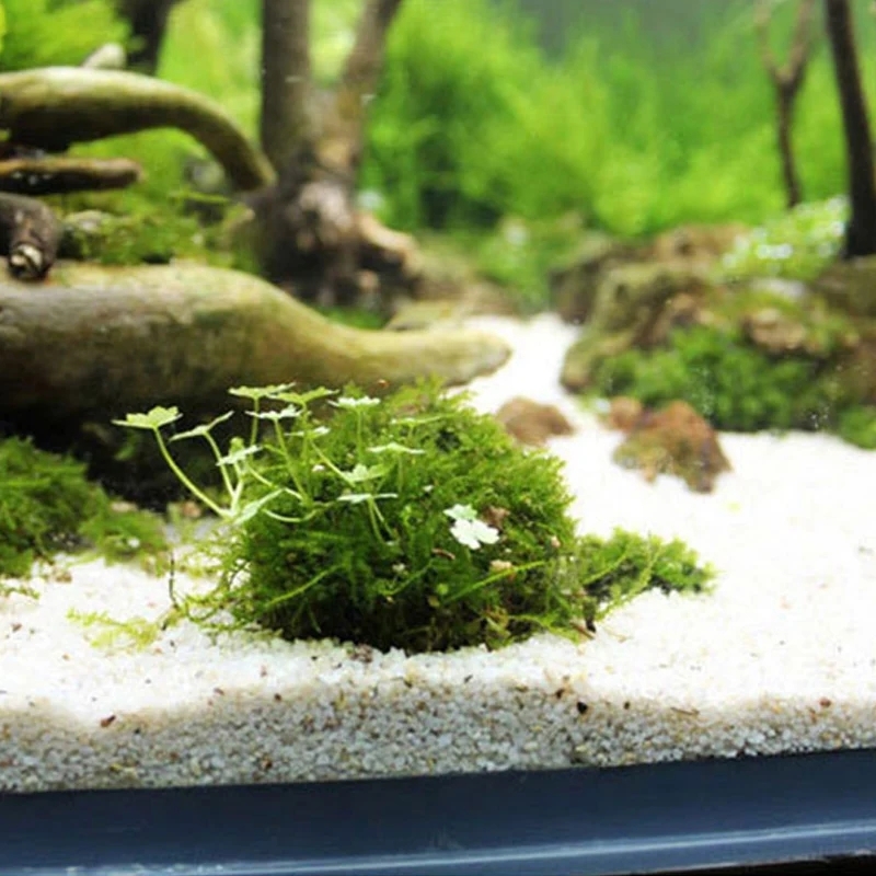 2 قطعة حامل كرة الطحلب لحوض ال - مراجعة Planted Aquarium Models وسعره